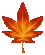 Maple Leaf