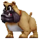 Angry Bulldog